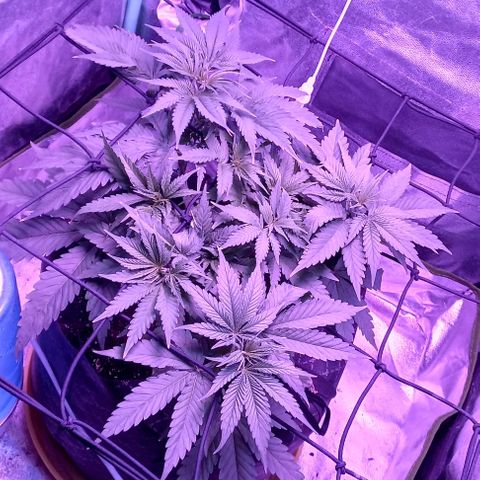 Green crack punch growlog timeline photo