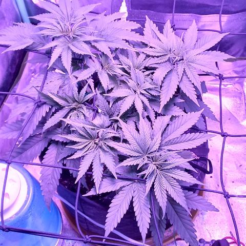Green crack punch growlog timeline photo