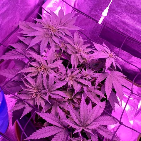 Green crack punch growlog timeline photo