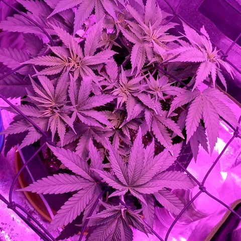 Green crack punch growlog timeline photo