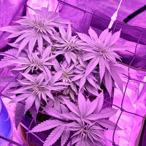 Green crack punch growlog timeline photo