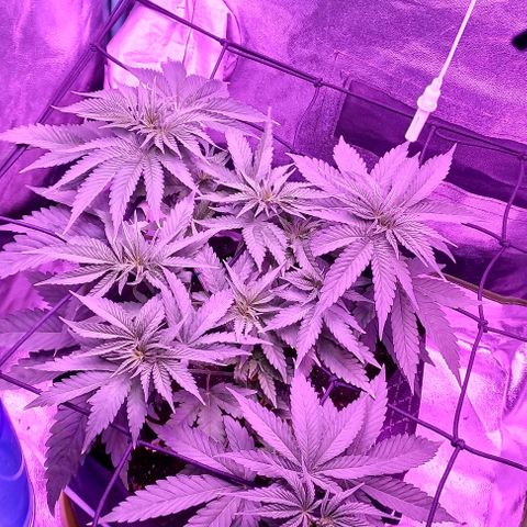 Green crack punch growlog timeline photo