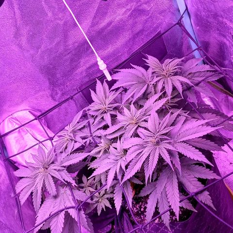 Green crack punch growlog timeline photo