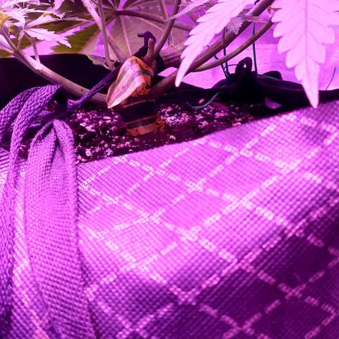 Green crack punch growlog timeline photo