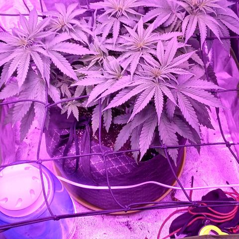 Green crack punch growlog timeline photo