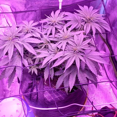 Green crack punch growlog timeline photo