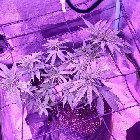 Green crack punch growlog timeline photo