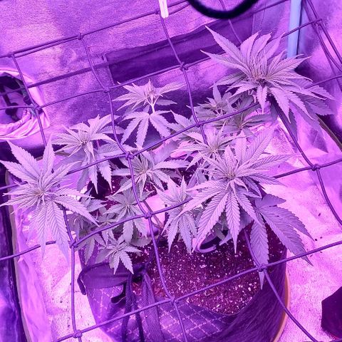 Green crack punch growlog timeline photo