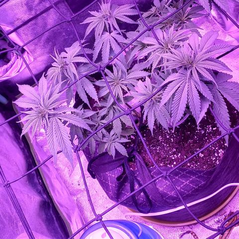Green crack punch growlog timeline photo
