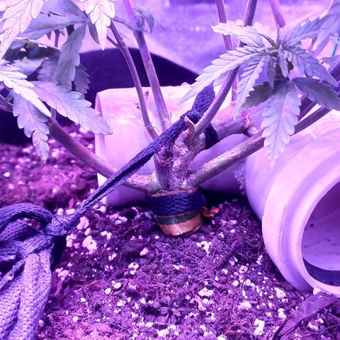 Green crack punch growlog timeline photo