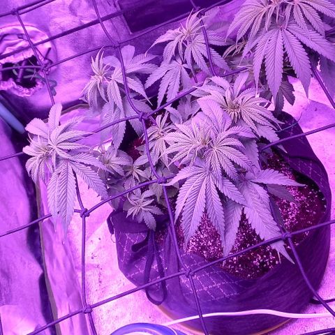Green crack punch growlog timeline photo