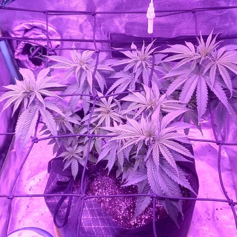 Green crack punch growlog timeline photo