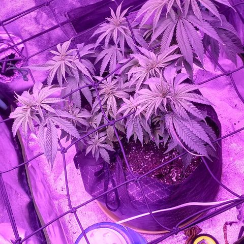 Green crack punch growlog timeline photo