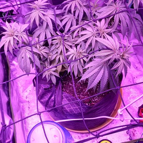 Green crack punch growlog timeline photo