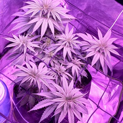 Green crack punch growlog timeline photo