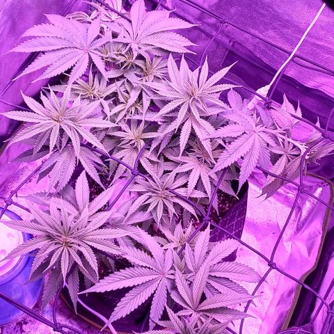 Green crack punch growlog timeline photo