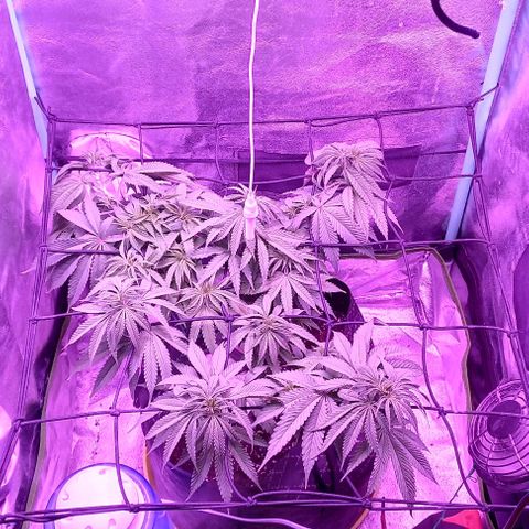 Green crack punch growlog timeline photo