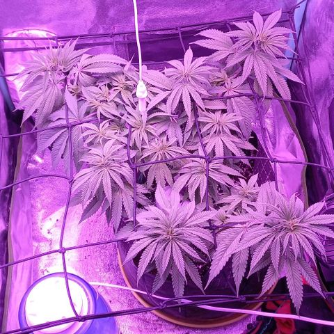 Green crack punch growlog timeline photo