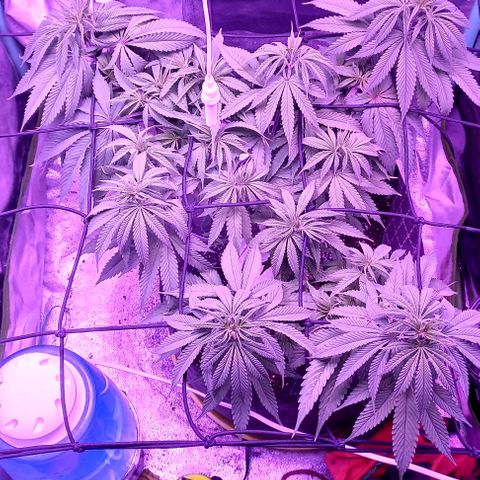 Green crack punch growlog timeline photo