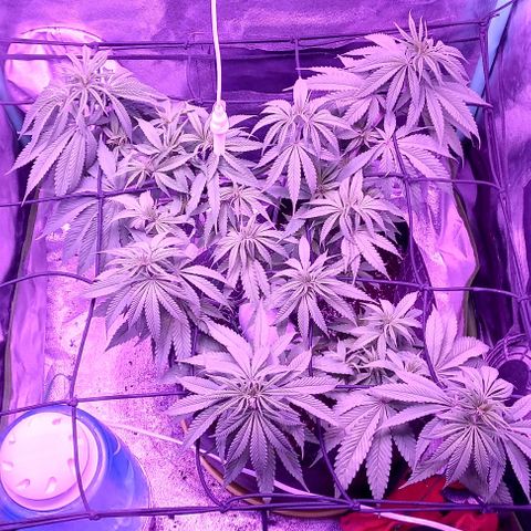 Green crack punch growlog timeline photo