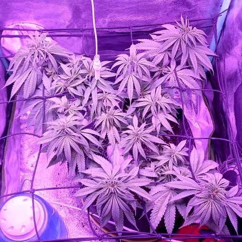 Green crack punch growlog timeline photo