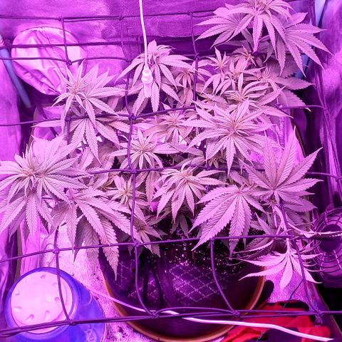 Green crack punch growlog timeline photo