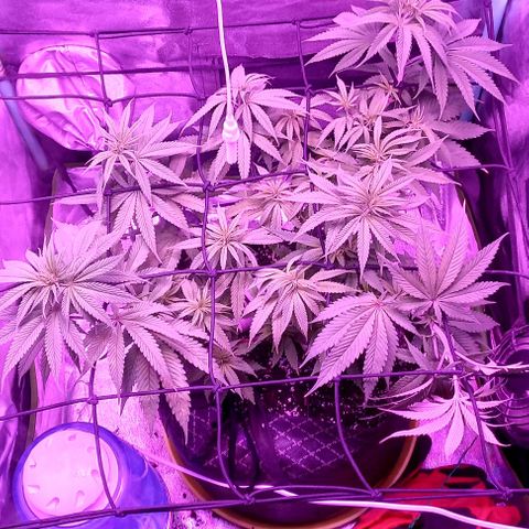 Green crack punch growlog timeline photo