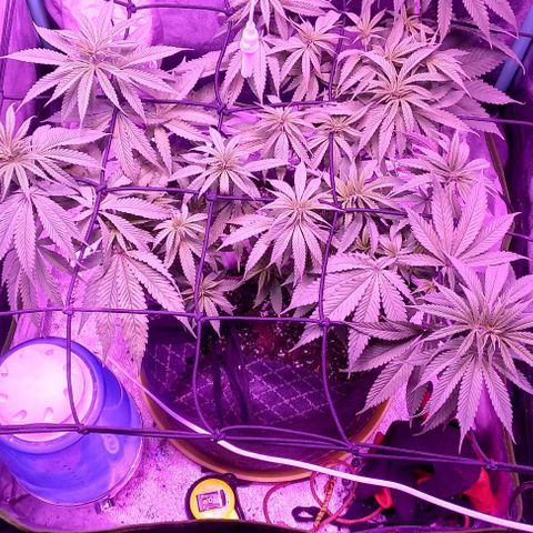 Green crack punch growlog timeline photo