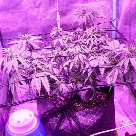 Green crack punch growlog timeline photo
