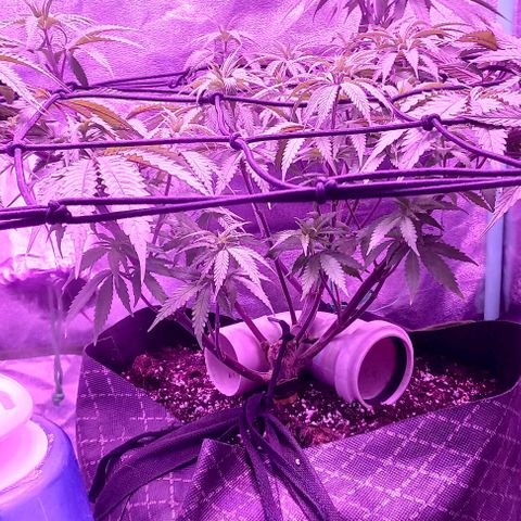Green crack punch growlog timeline photo