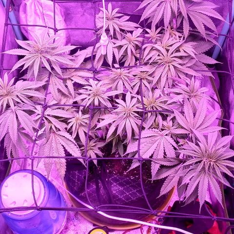 Green crack punch growlog timeline photo