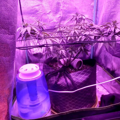 Green crack punch growlog timeline photo