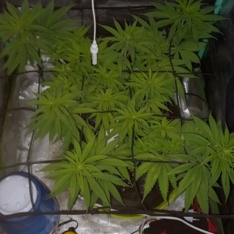 Green crack punch growlog timeline photo