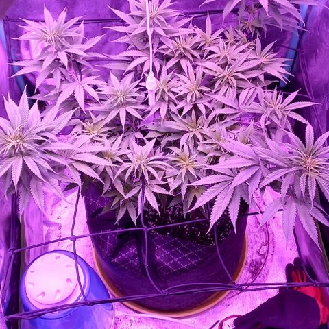 Green crack punch growlog timeline photo