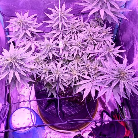 Green crack punch growlog timeline photo