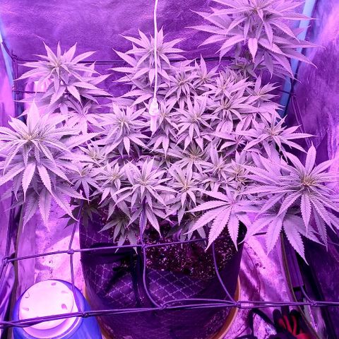 Green crack punch growlog timeline photo