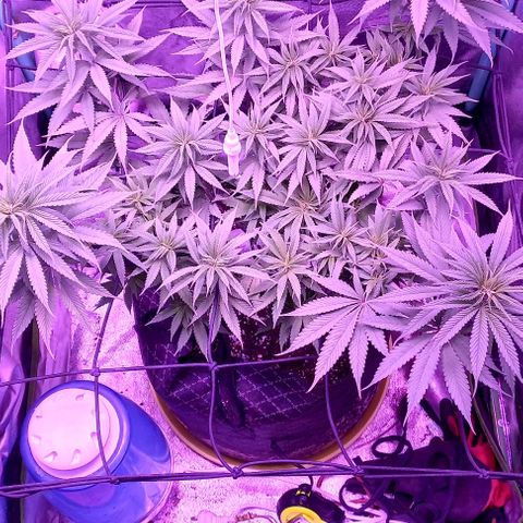 Green crack punch growlog timeline photo