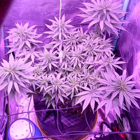 Green crack punch growlog timeline photo