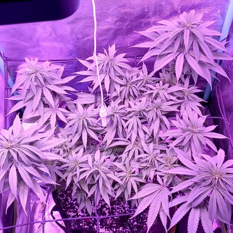 Green crack punch growlog timeline photo