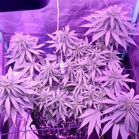 Green crack punch growlog timeline photo