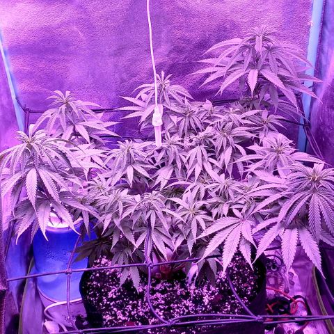 Green crack punch growlog timeline photo