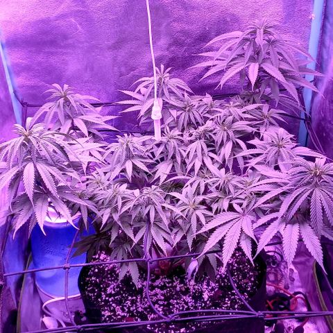 Green crack punch growlog timeline photo