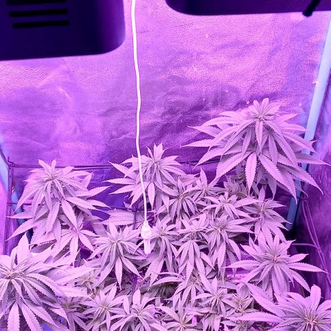 Green crack punch growlog timeline photo