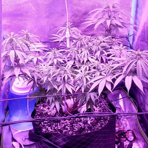 Green crack punch growlog timeline photo