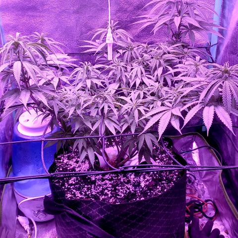 Green crack punch growlog timeline photo