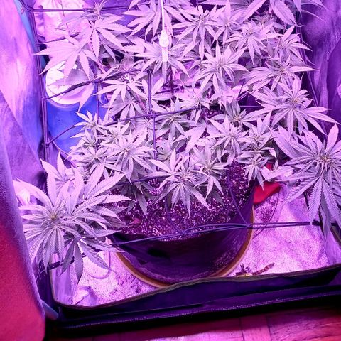 Green crack punch growlog timeline photo