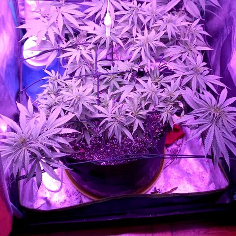Green crack punch growlog timeline photo