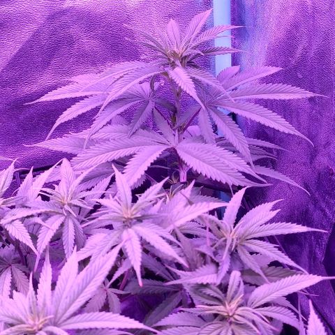 Green crack punch growlog timeline photo