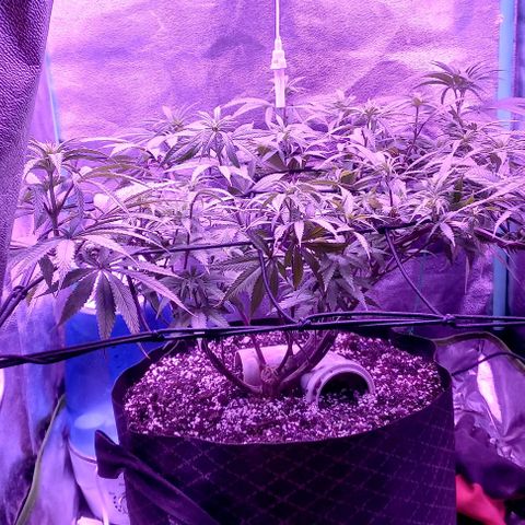 Green crack punch growlog timeline photo
