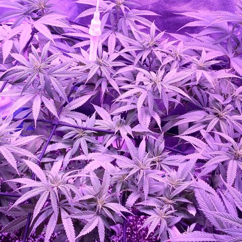 Green crack punch growlog timeline photo